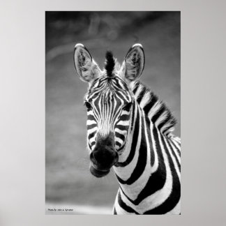 POSTER DSC_8249, Zebra-glimlach