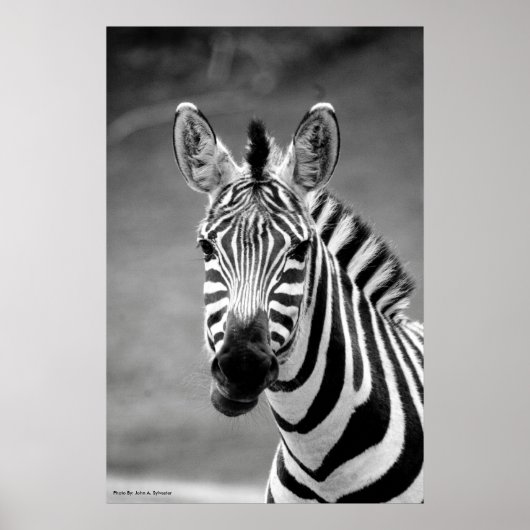 POSTER DSC_8249, Zebra-glimlach (Voorkant)