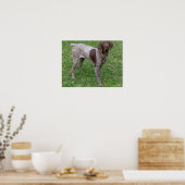 Poster Duitse horthaired Pointer (Keuken)