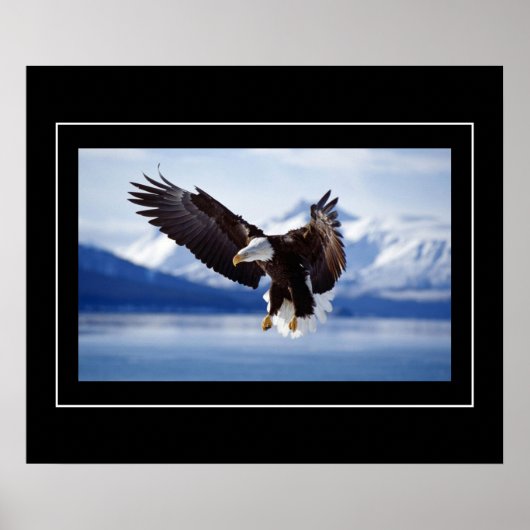 Poster-Eagle Poster (Voorkant)