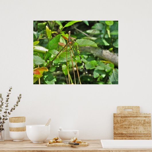 Poster Eastern Pondhawk Dragonfly (Keuken)