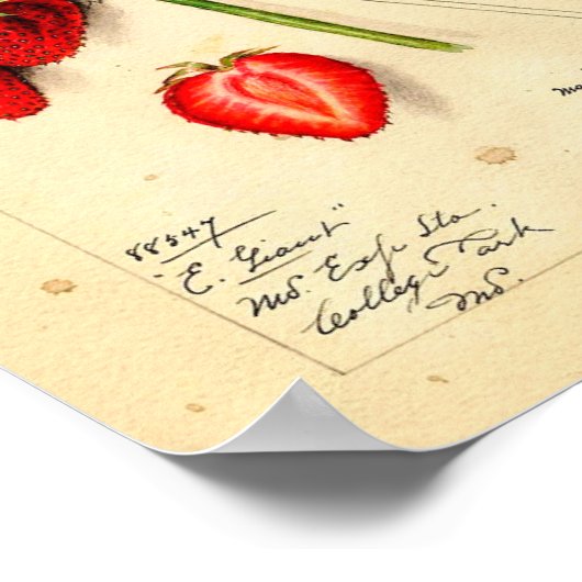 Poster - Eaton Early Giant Strawberries (Hoek)