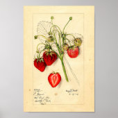 Poster - Eaton Early Giant Strawberries (Voorkant)