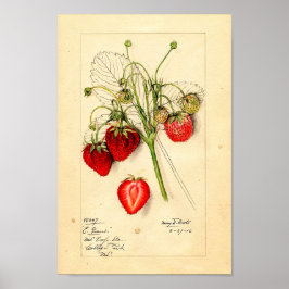 Poster - Eaton Early Giant Strawberries