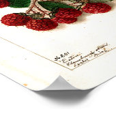 Poster - Eaton Red Raspberries Ellen Schutt 1906 (Hoek)