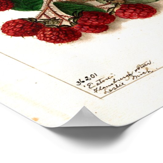 Poster - Eaton Red Raspberries Ellen Schutt 1906 (Hoek)