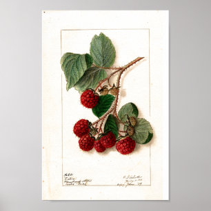 Poster - Eaton Rode Frambozen Ellen Schutt 1906