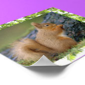 Poster eekhoorn (Hoek)