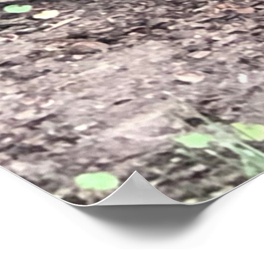 Poster eekhoorn (Hoek)