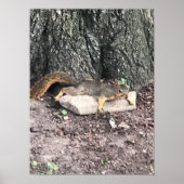 Poster eekhoorn (Voorkant)