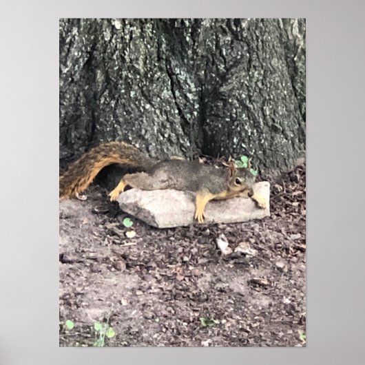 Poster eekhoorn (Voorkant)
