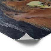 Poster eekhoorn (Hoek)