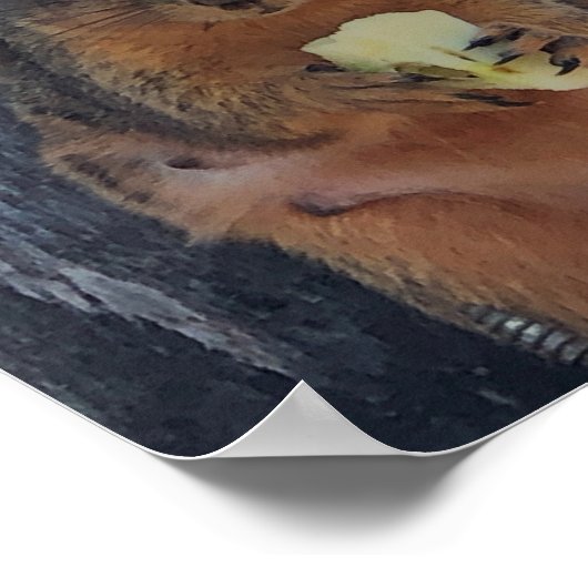 Poster eekhoorn (Hoek)