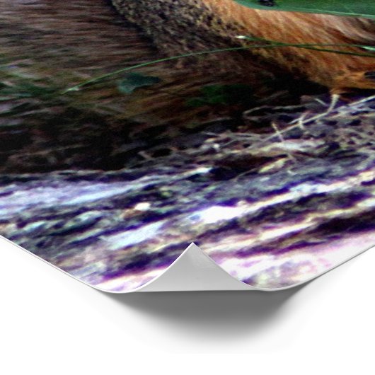 Poster eekhoorn (Hoek)