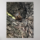 Poster eekhoorn (Voorkant)