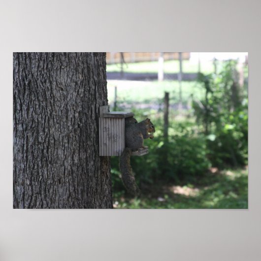 Poster eekhoorn (Voorkant)