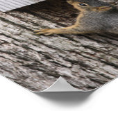 Poster eekhoorn (Hoek)