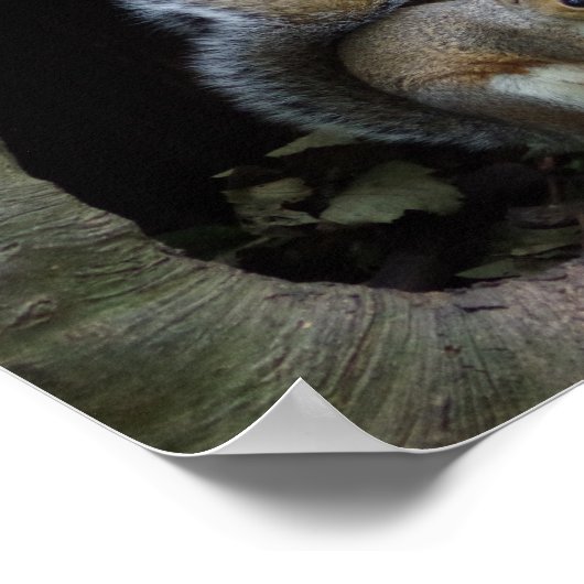 Poster eekhoorn (Hoek)