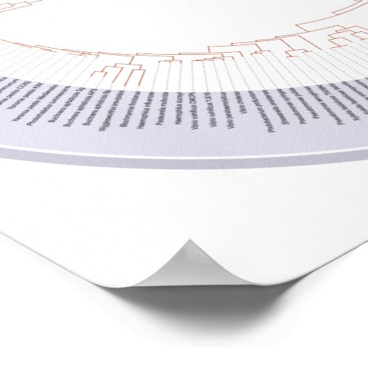 Poster Een fylogenetische boom van het leven (Hoek)