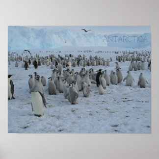 Poster Een zwerm Pingains op Antarctica, foto.