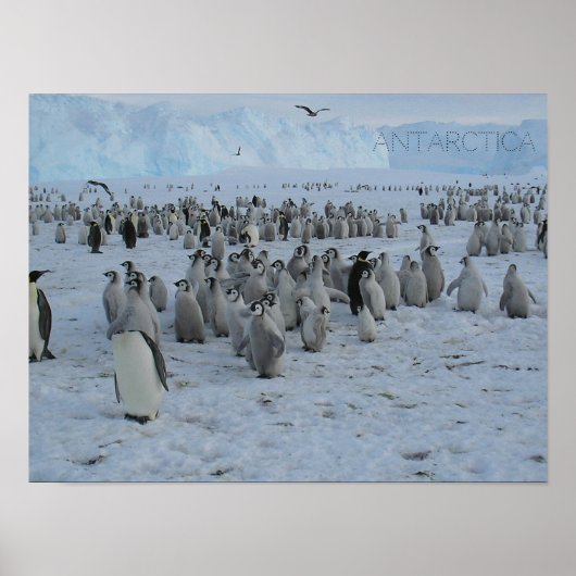 Poster Een zwerm Pingains op Antarctica, foto. (Voorkant)