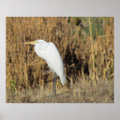 Poster - Egret in gras (Voorkant)