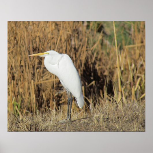Poster - Egret in gras (Voorkant)