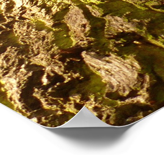 Poster eikenboom (Hoek)