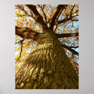Poster eikenboom