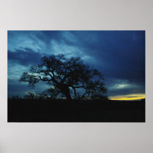 Poster eikenhout bij zonsondergang