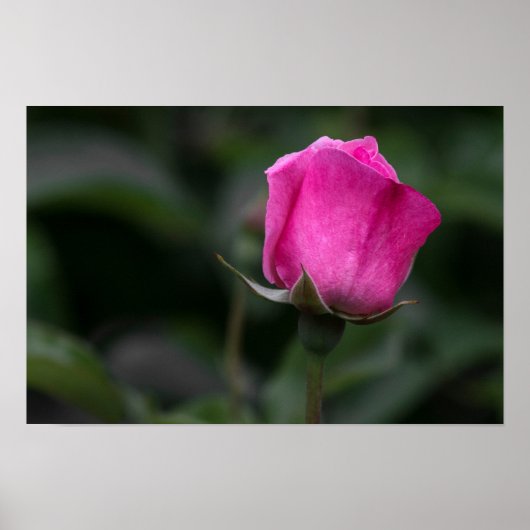 Poster Elegante Roze Knop (Voorkant)