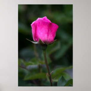 Poster Elegante Roze Roos Fotografie