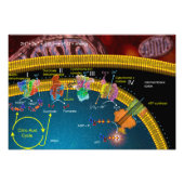 Poster Elektron (Voorkant)