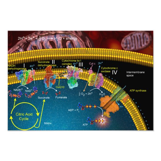 Poster Elektron (Voorkant)