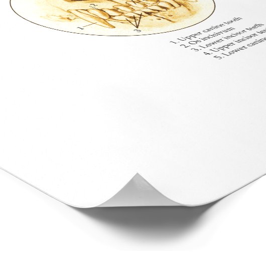 Poster en Botten (Hoek)