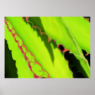 POSTER EN PRINTS