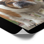 Poster Engelse Bulldog (Hoek)