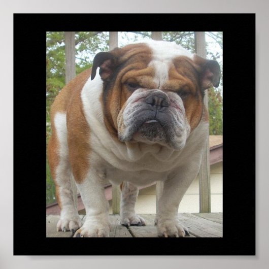 Poster Engelse Bulldog (Voorkant)