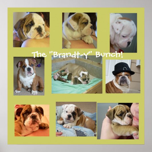 Poster Engelse Bulldog Puppies (Voorkant)