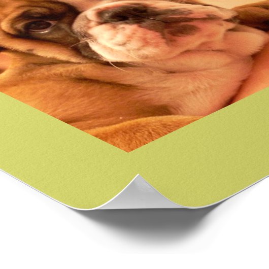 Poster Engelse Bulldog Puppies (Hoek)