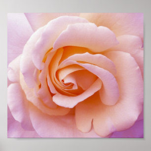 Poster Engelse landtuin Roos