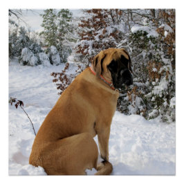 Poster Engelse mastiff-sneeuw