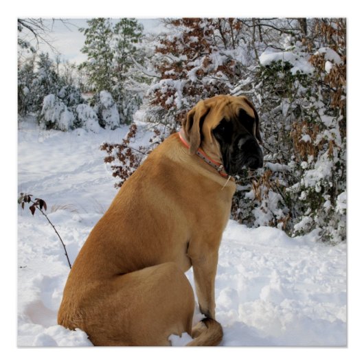 Poster Engelse mastiff-sneeuw (Voorkant)