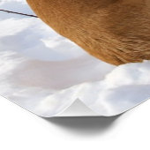 Poster Engelse mastiff-sneeuw (Hoek)