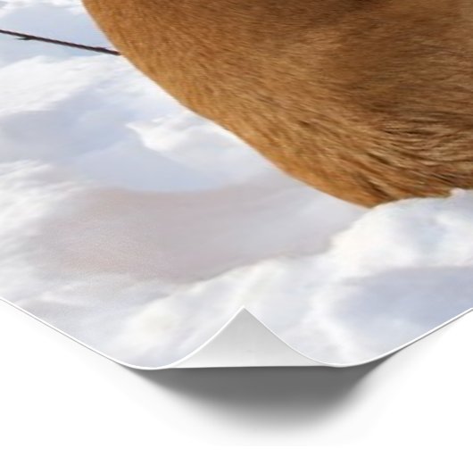 Poster Engelse mastiff-sneeuw (Hoek)