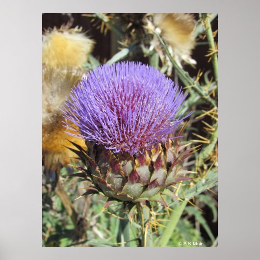 Poster - Enkele Paarse Distelbloem (Voorkant)