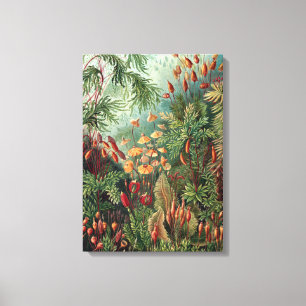  Poster Ernst Haeckel Moss Canvas Afdruk