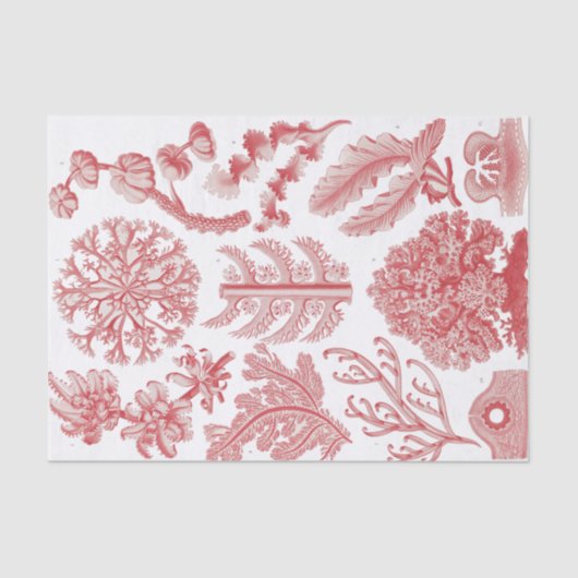 Poster Ernst Haeckel Seaweed Tissuepapier (Voorkant)