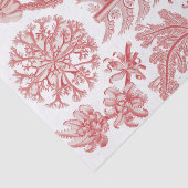 Poster Ernst Haeckel Seaweed Tissuepapier (Detail)