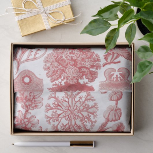  Poster Ernst Haeckel Seaweed Tissuepapier (Geschenk)
